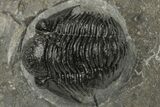 Detailed Gerastos Trilobite Fossil - Morocco #235302-2